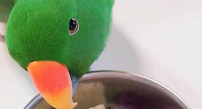 男子给鹦鹉准备精致“鲜花餐”，鹦鹉却一脸疑惑盯着他