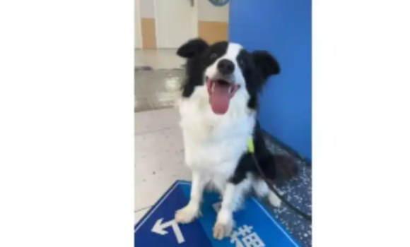 通报“女子牵绳遛狗被一家人围殴”，狗主人：有犬证。