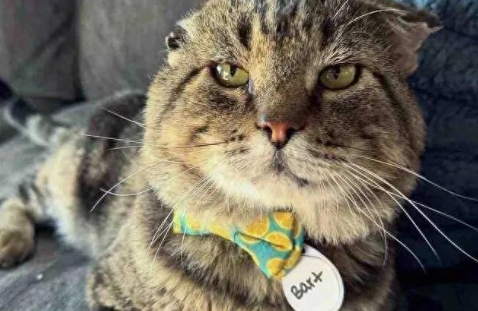 流浪猫苦守半年，路人伸手它主动靠头，这信任比什么都珍贵