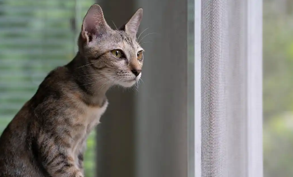 小区流浪猫组成“搜救队”，找回走失布偶猫