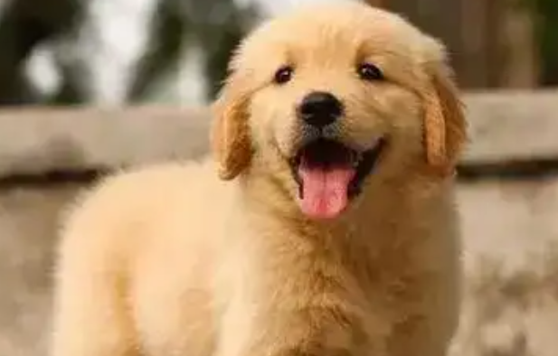 依托“空中丝路” 南航物流河南分公司护航萌宠跨境出行