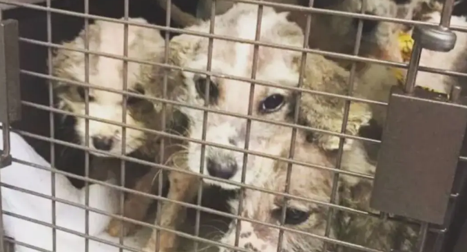 网友捡了6只快死了的无毛小奶狗，没想到养着养着……变成了大白熊