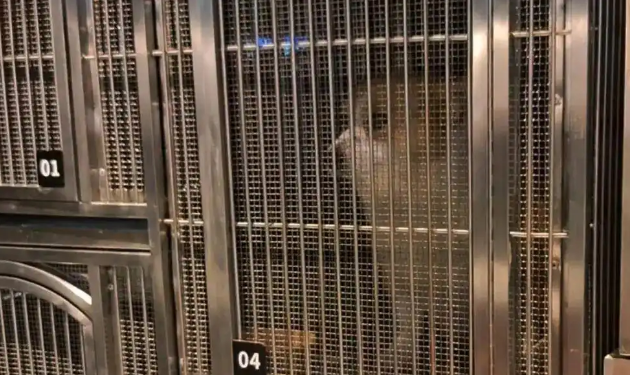 狗狗走失被胖东来员工收留，当事人送锦旗感谢