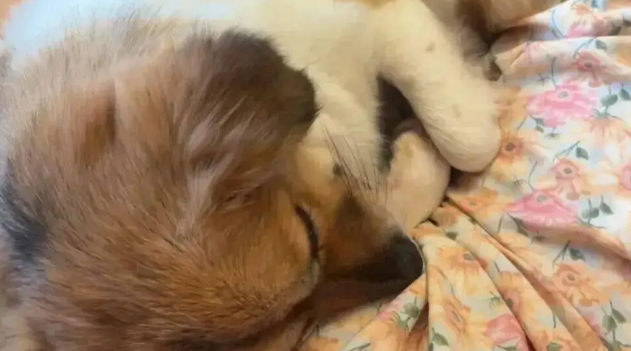 网友看电视狗子枕在了她身上，爱撒娇的狗狗最好命