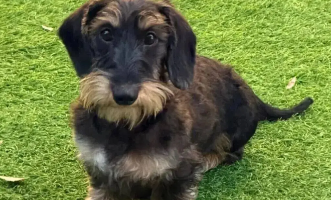 逛街偶遇一只雪纳瑞，网友越看越奇怪，它好像跟腊肠拼接的