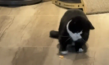 奶牛猫得到一只虾，一直在庆祝。网友：真是酣畅淋漓的一场舞狮