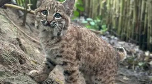 奶奶炫耀“捡了只大猫”，孙子查监控吓到腿软：您管美洲狮叫猫