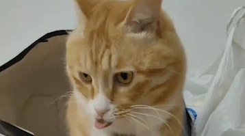 猫咪突然伸懒腰，吐舌头表情搞怪。网友：听说宠物都随主人
