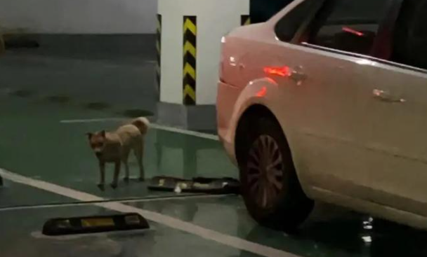 一小区地下车位变“狗厕所”？物业回应：打扫完又有新粪便