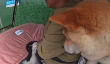 大哥骑车路遇加塞，自家边牧充当喇叭