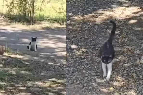 孕猫碰瓷求收留，获救后送来四个小惊喜