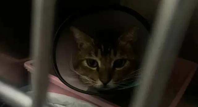 地铁口的流浪猫消失了，墙上字条暖哭全网：愿你被温柔以待