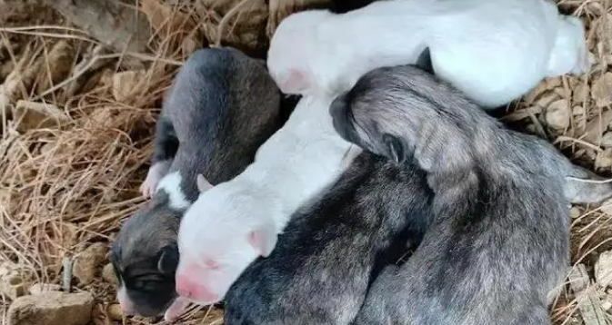 主人将新生狗崽扔河里，狗妈跳河救子摔断腿，有心救助却无力承担