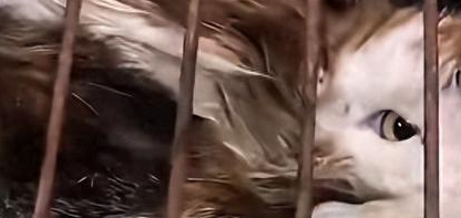 北京市民救助12只被困猫反被起诉，法院：只归还猫笼