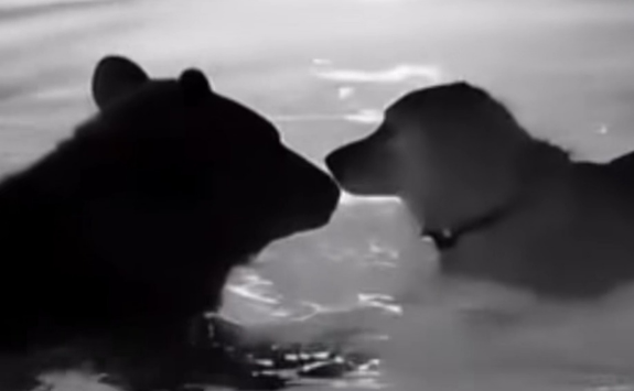 藏马熊进村咬死并拖走一条狗，引起当地居民重视