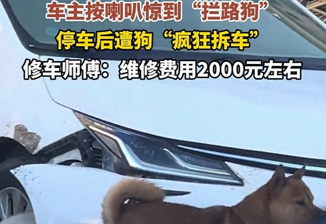 2026开年魔幻名场面！广东双狗为“爱情”拆车，车主欲哭无泪