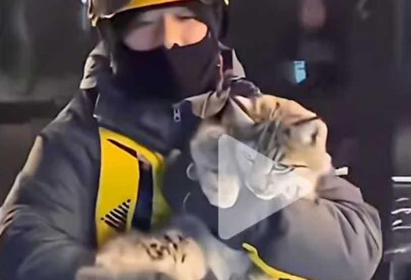 被外卖小哥救下的小猞猁，不治身亡