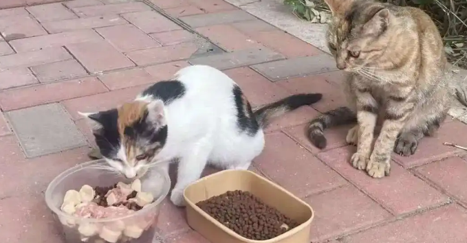 快递站惊现大量被弃幼犬幼猫！存活幼崽已被领养，官方介入调查