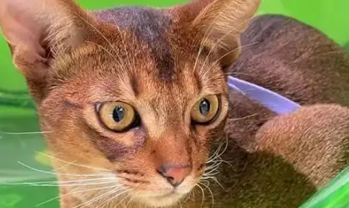 出差将阿比西尼亚猫托付给妈妈，一月后胖若两猫