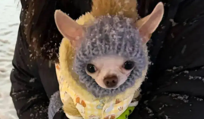 下雪天主人带吉娃娃出门尿尿，哈哈哈它的穿搭好像老婶子