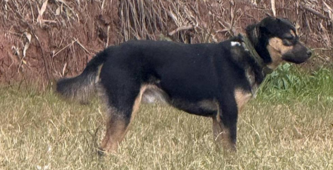 四川一救援队唯一搜救犬被装袋打死后售卖，偷狗者已被警方抓获