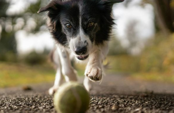 男子睡梦中被爱犬咬掉一根脚趾，却因祸得福？