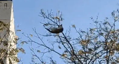 猫咪被困10米树梢，学生合力拉被子救援，却遗憾坠地慌乱逃走