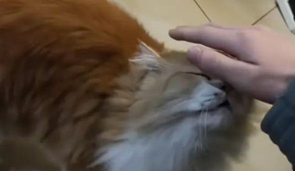 深夜的6楼，男子与猫咪的意外相逢，开启一段充满温情的生活