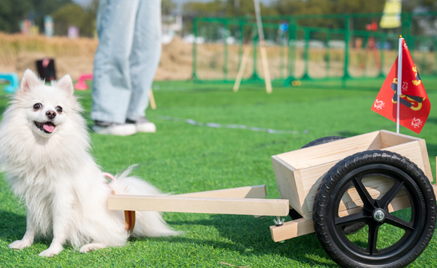 沪上宠圈新天花板！带上你的“修狗”，去金山百家村打卡