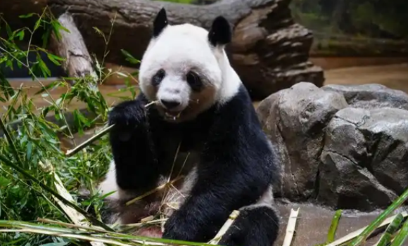 最后两只旅日熊猫将归国 跨国告别藏温情羁绊