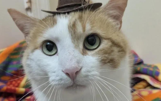 流浪橘猫雨夜敲窗，它用行动告诉你，外面的世界真没家里香