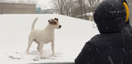 狗子雪地漂移抓地失败，网友：笑到手抖！ 