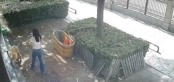 女子惨遭自家狗扑咬！长得很漂亮，金毛发疯了，疑似踢到蛋蛋了