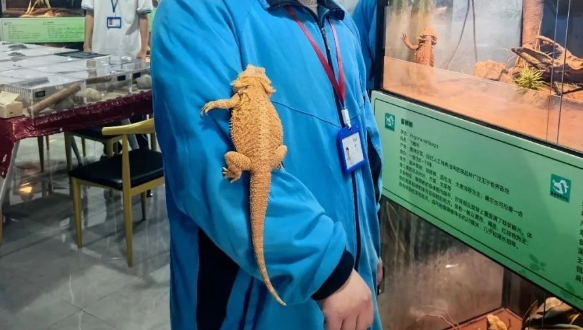 年轻人迷上“冷血萌物”，情绪价值撬动百亿新赛道