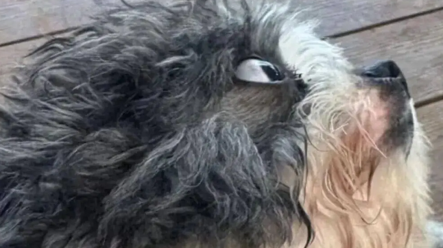 小狗在清迈第一次看到大象，看给孩子都吓成啥了