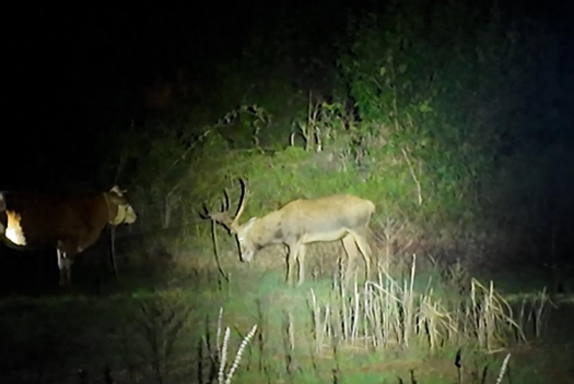 这头洞庭湖麋鹿和牛杠上了 牛：我当时害怕极了！