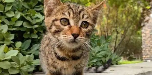 流浪小猫相依为命、小姐姐仗义救助，坐等好心人提供温暖归宿 