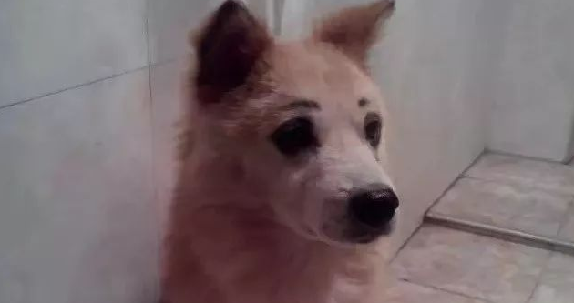 狗狗躲在厕所不出来，宠主得知真相怒了