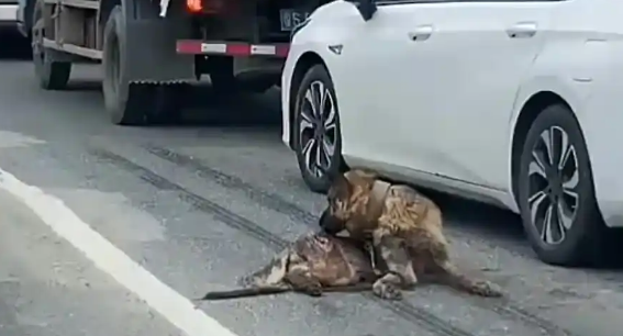 杭州狗狗被车碾！凭一身肥肉毫发无损，医生只让减肥