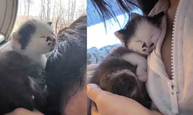 早产小猫发育迟缓，却有一群猫叔后援团守护，这画面太暖心