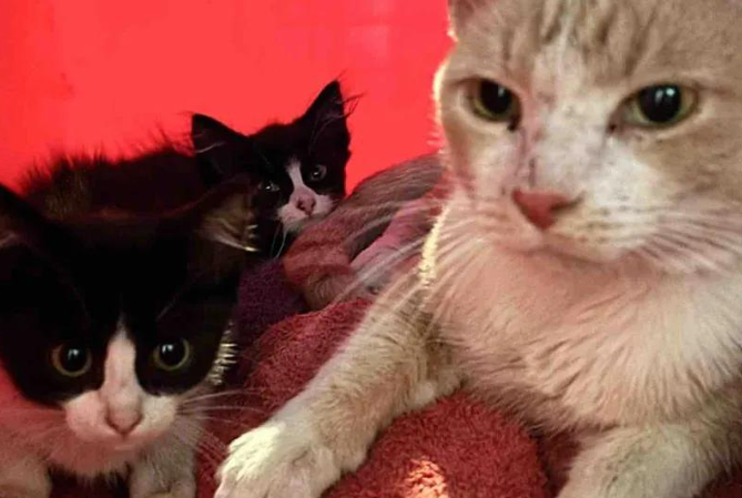 街头小猫紧靠大猫，好心人将其带回家