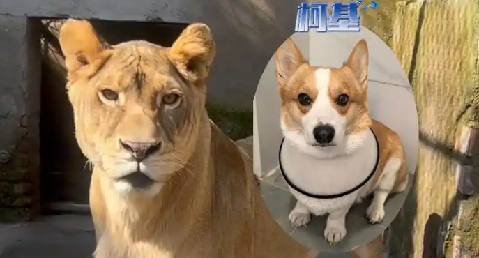 江苏徐州九顶山野生动物园的一只非洲狮因天生短腿意外走红网络