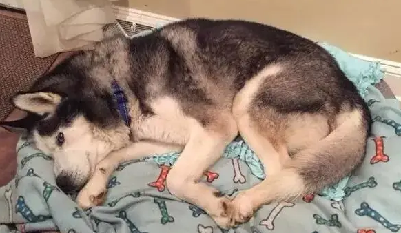 哈士奇被拴在门外15年，第一次进室内的反应让人心酸…