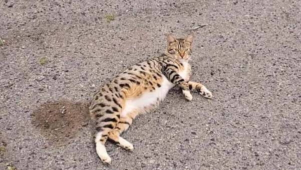 救助三只小猫，却被猫妈的爱意融化