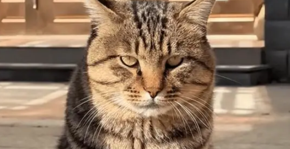 狸花猫丧彪配白猫汤圆，娃花色似开盲盒，网友赐名小八嘎