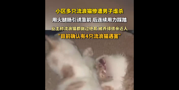 上海一男子火腿肠诱杀流浪猫 恶行引众怒