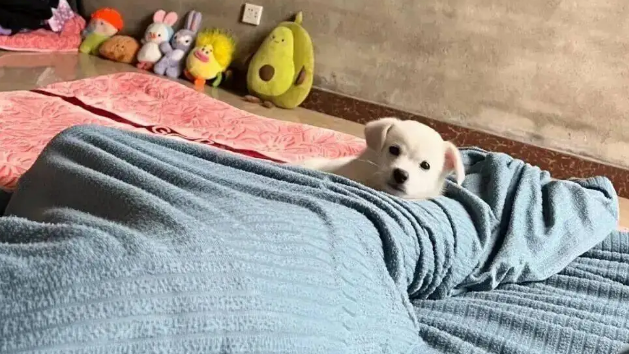 一觉醒来发现孩子捡回来一只小狗，啊啊啊根本不敢动