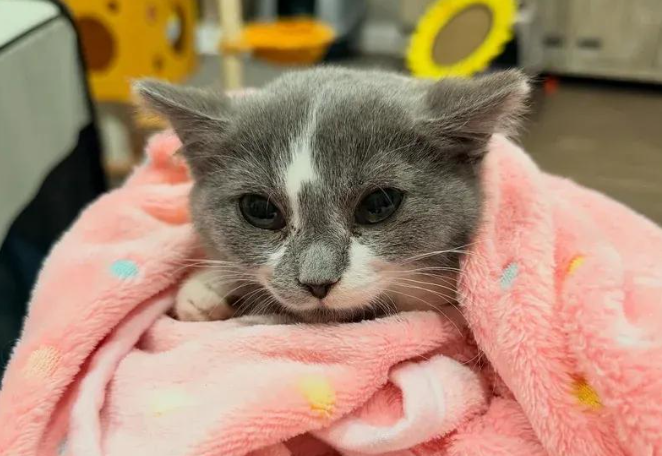 胆小怕人的流浪小猫，在同伴带动下，终于重拾信任等来归宿