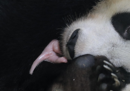 首只在印尼诞生大熊猫“里奥”正式亮相