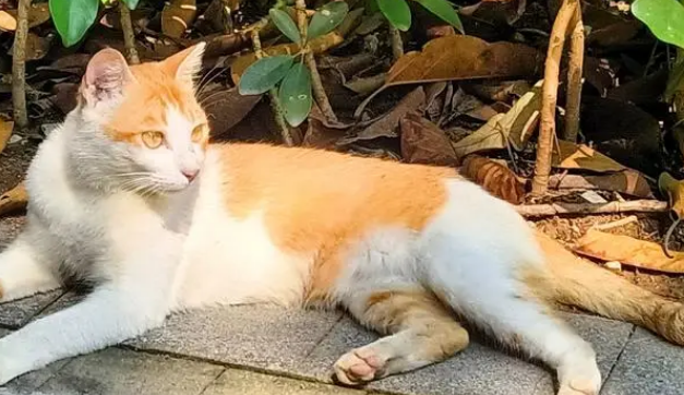 门卫大爷心疼流浪猫，手工搭建过冬小窝，众人接力驱散严寒